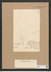 Diatomeae indet. Zeichnungen Sammlung Grunow Nr. 6078 (NHMW-BOT-W0374597)